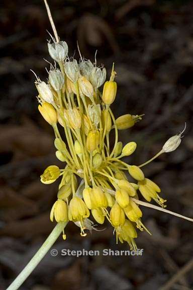 allium flavum 3 graphic